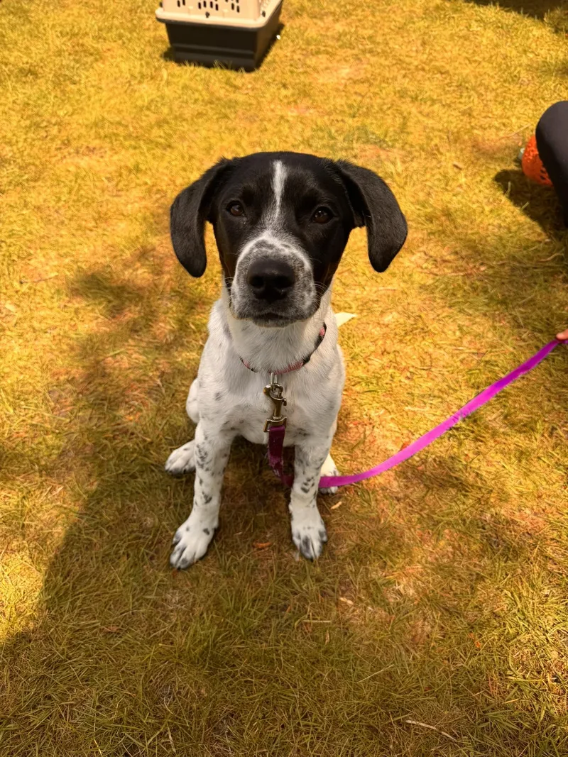 A young medium-sized female Black Mixed Breed dog named Jima for adoption in Kenosha, WI