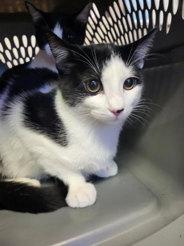 A baby small-sized female Domestic Short Hair cat named Bella for adoption in Burbank, CA