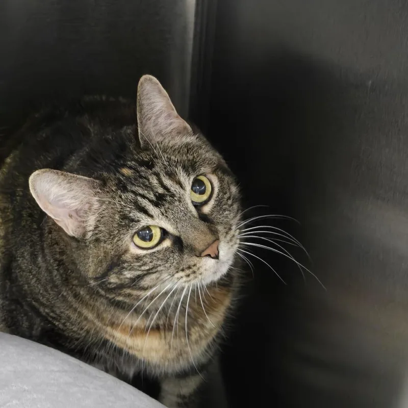 An adult small-sized female Brown / Chocolate Domestic Short Hair cat named Bette for adoption in Fort Smith, AR