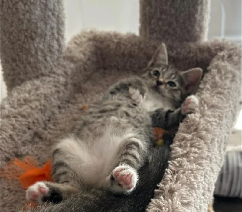 A baby small-sized female Domestic Short Hair cat named Tulip Jones for adoption in Clarksville, TN