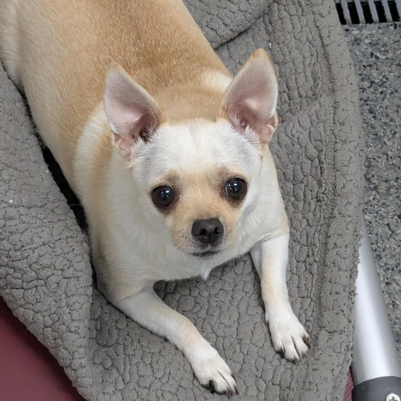 An adult small-sized female Yellow / Tan / Blond / Fawn Mixed Breed dog named Margarita for adoption in Grand Rapids, MI