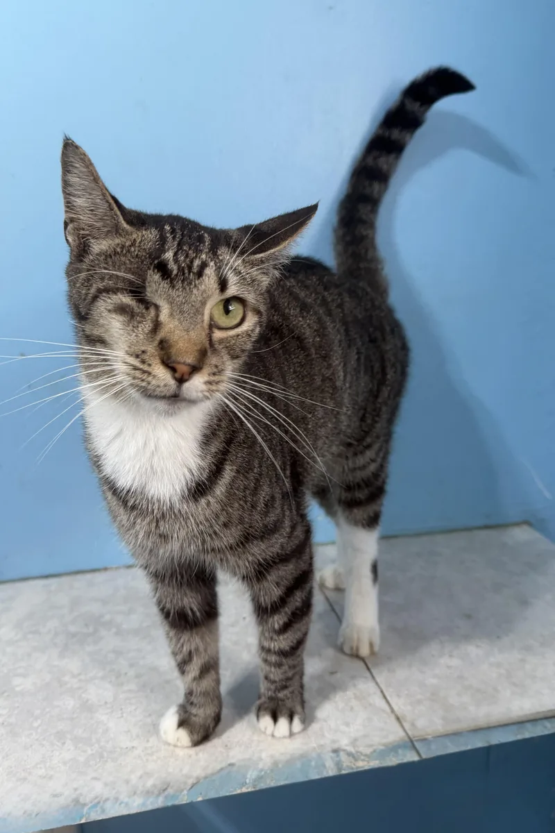 An adult medium-sized female Tabby (Gray / Blue / Silver) Domestic Short Hair cat named Lilac for adoption in Plant City, FL