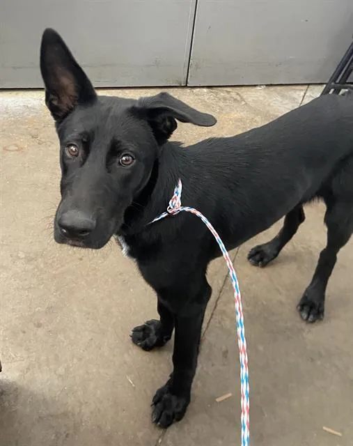 A young large-sized female Mixed Breed dog named Lime for adoption in Dallas, TX
