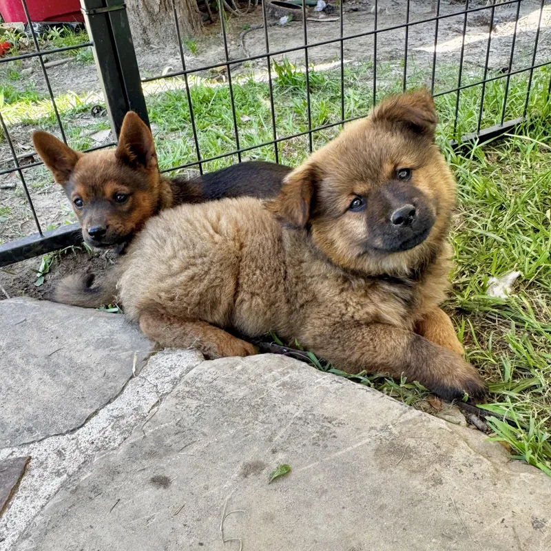 A baby medium-sized female Bicolor Chow Chow dog named Nala for adoption in Longview, TX