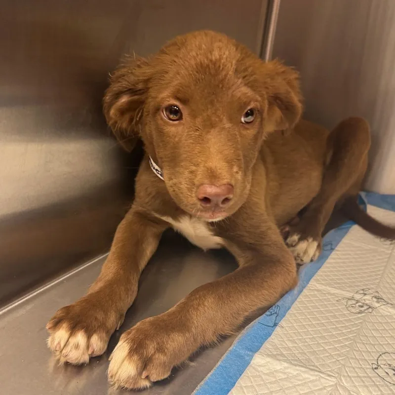 A baby small-sized female Red / Chestnut / Orange Mixed Breed dog named Lady for adoption in Columbus, GA
