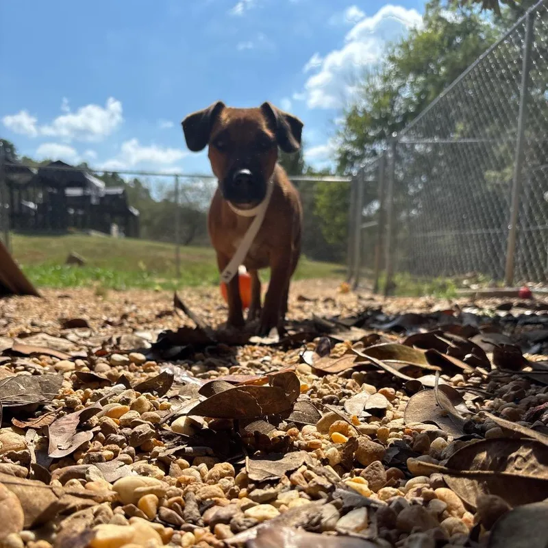 An adult small-sized female Yellow / Tan / Blond / Fawn Dachshund dog named Cheese for adoption in Birmingham, AL