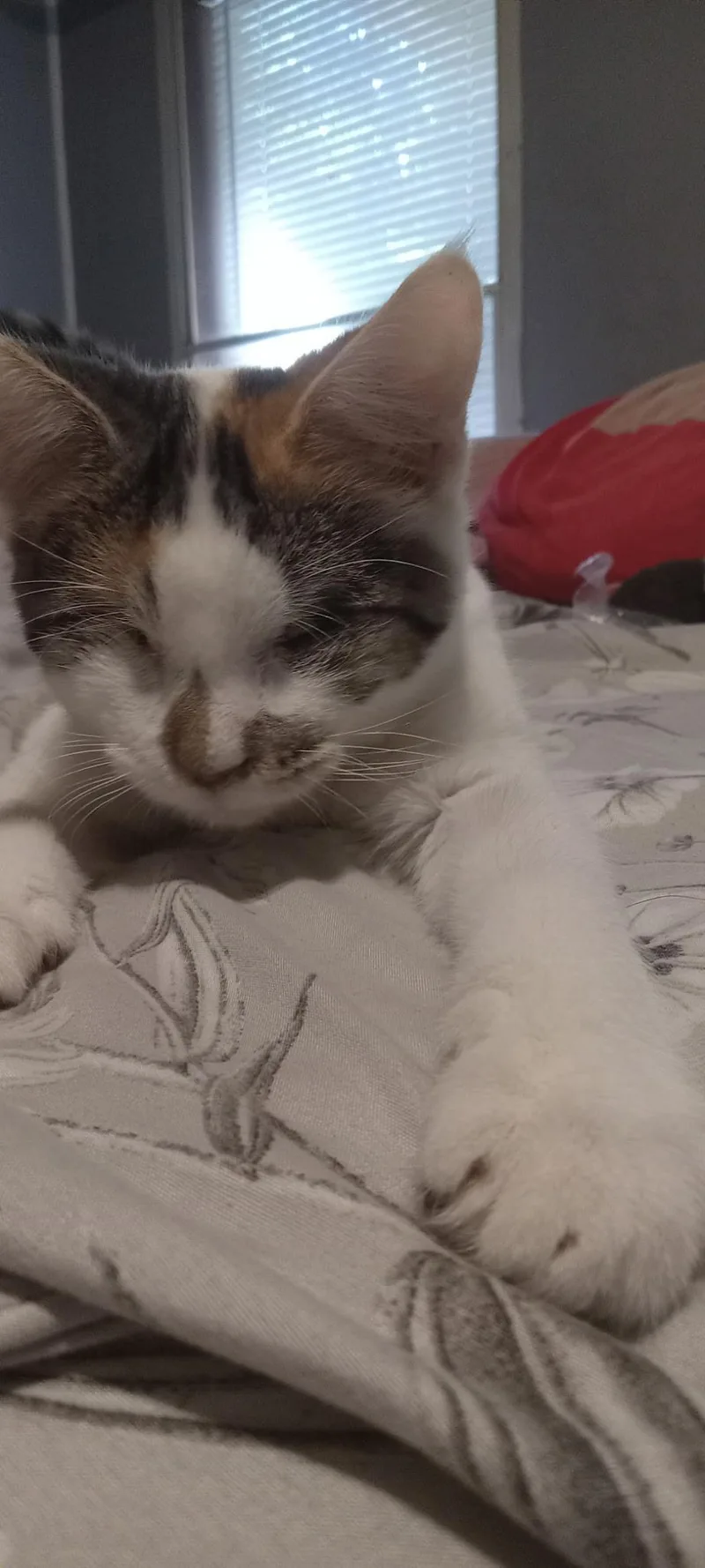 A young medium-sized female Domestic Short Hair cat named Echo for adoption in bauxite, AR