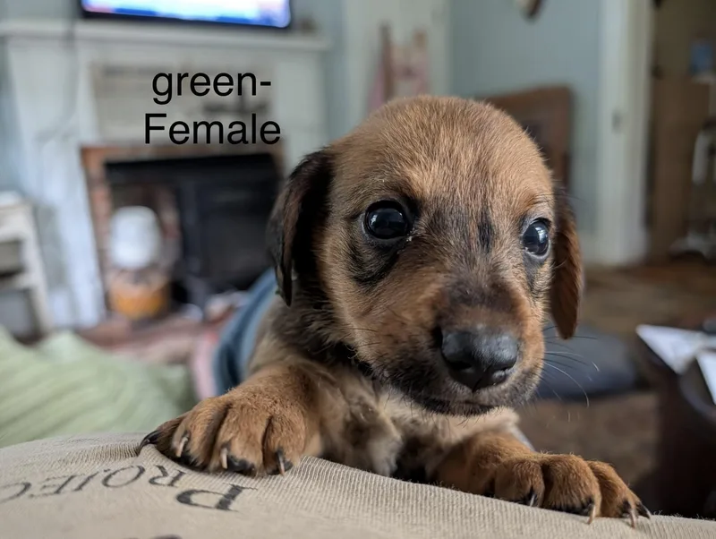 A baby medium-sized female Airedale Terrier dog named FemalePuppies Airedale Mix for adoption in Charlotte, NC