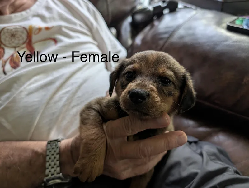 FemalePuppies Airedale Mix thumbnail 2