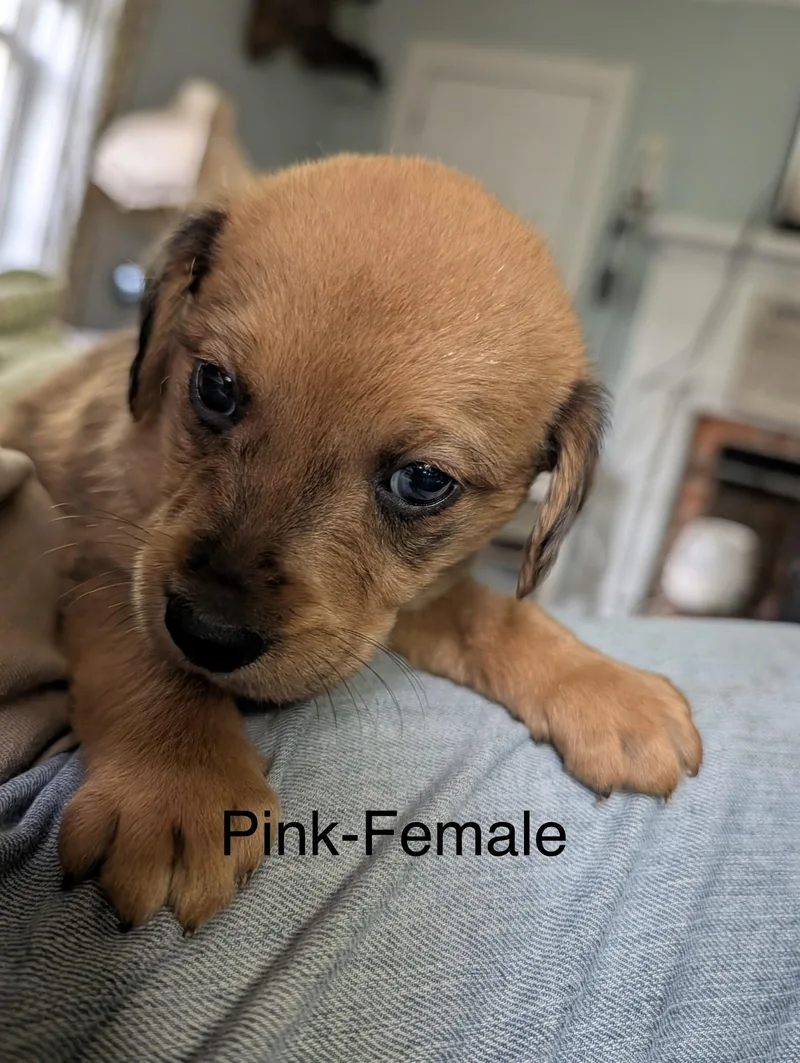 FemalePuppies Airedale Mix thumbnail 3