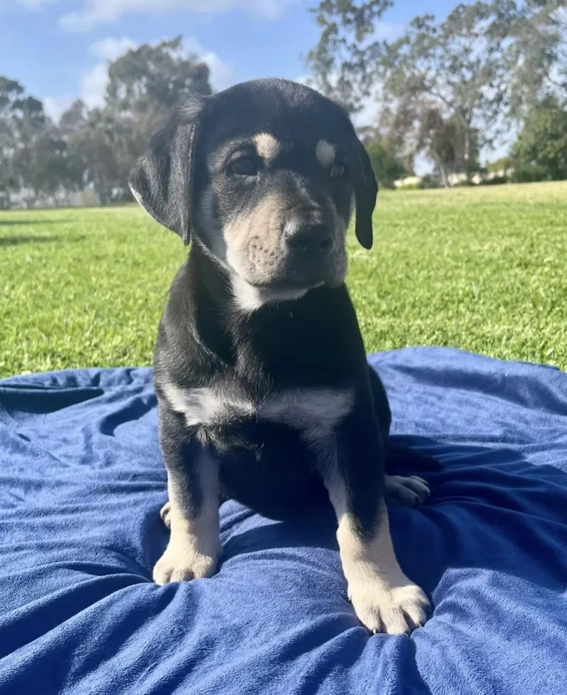 A baby large-sized male Chocolate Labrador Retriever dog named Dozer for adoption in El Cajon, CA