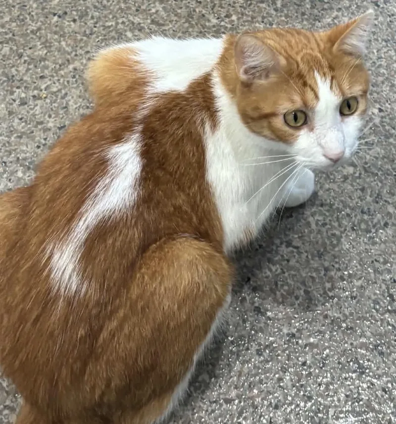 An adult medium-sized male Domestic Short Hair cat named Copper for adoption in Sault Sainte Marie, MI