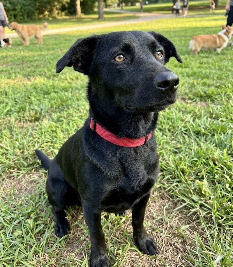 An adult medium-sized male Labrador Retriever dog named Sammie Duluth for adoption in Roswell, GA