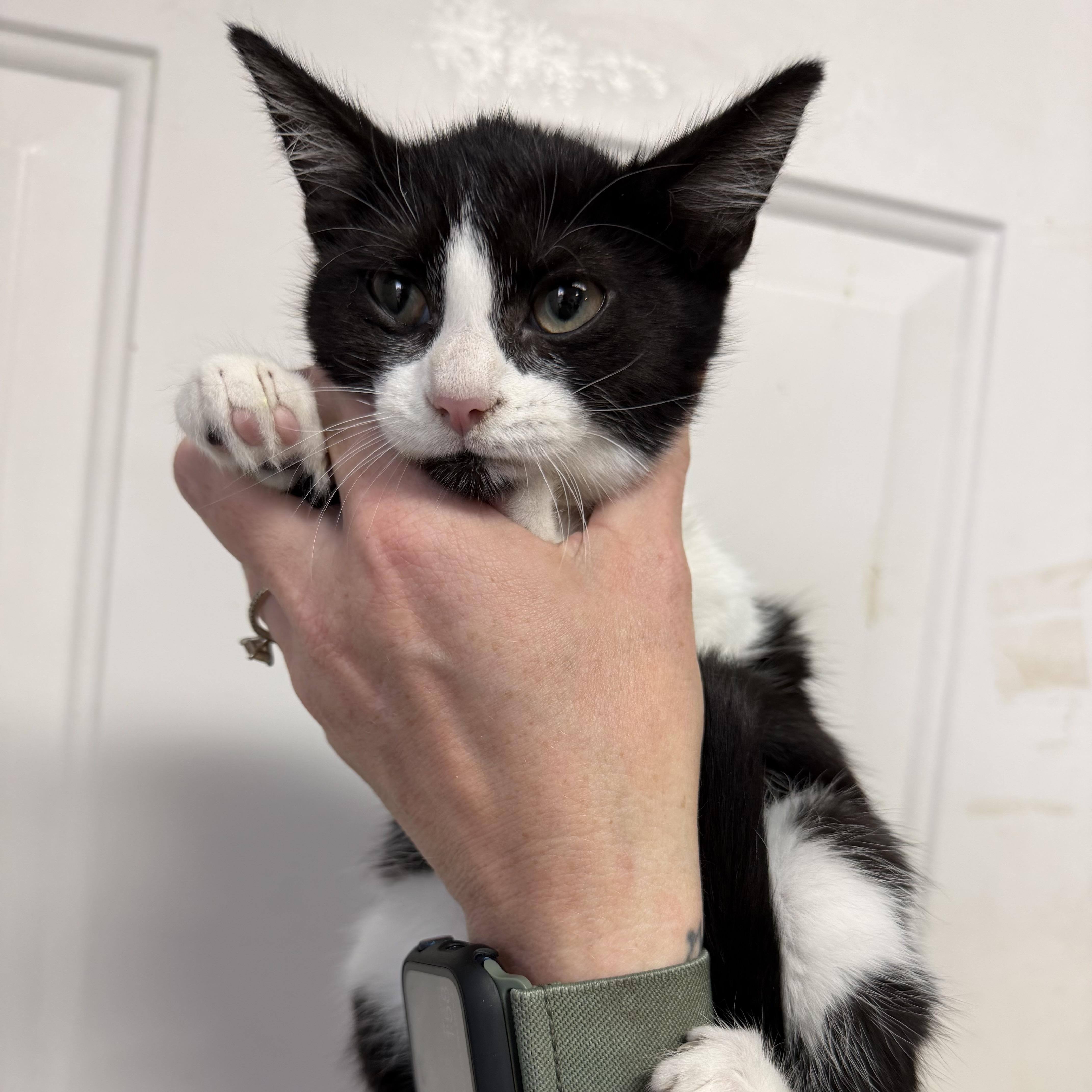 A baby medium-sized female Black & White / Tuxedo Tuxedo cat named Mystique for adoption in Columbia, SC
