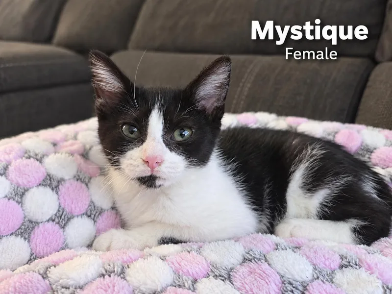 Mystique thumbnail 2