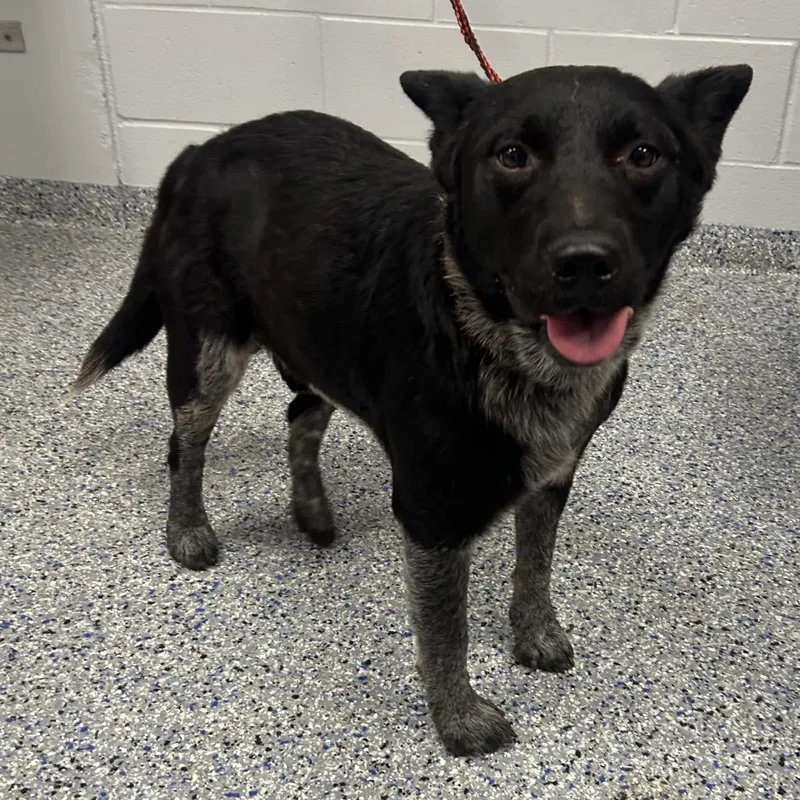 An adult medium-sized male Black Mixed Breed dog named Indigo for adoption in Greenville, SC