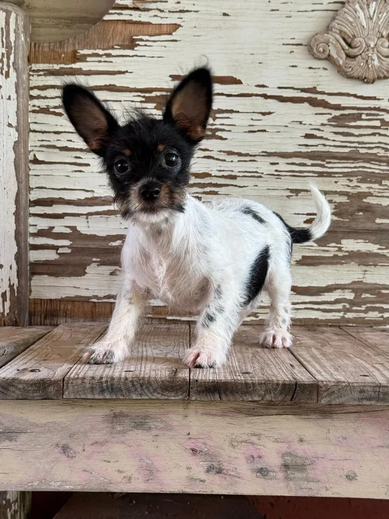 A young small-sized female Harlequin Rat Terrier dog named Clarice for adoption in Carrollton, TX