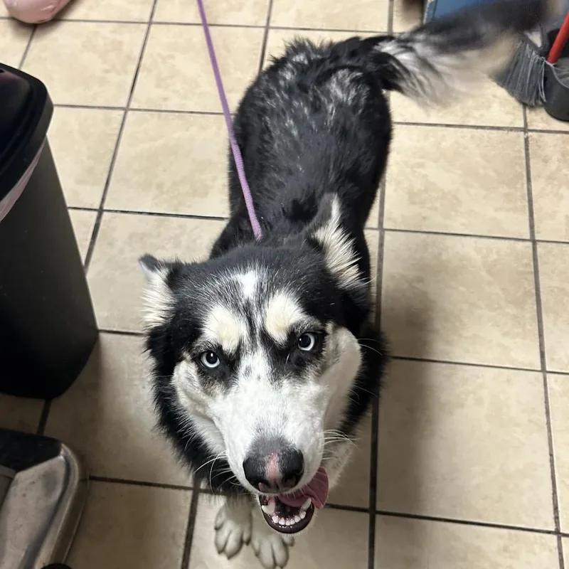 A young medium-sized female Black Husky dog named Chives for adoption in Newport, NC