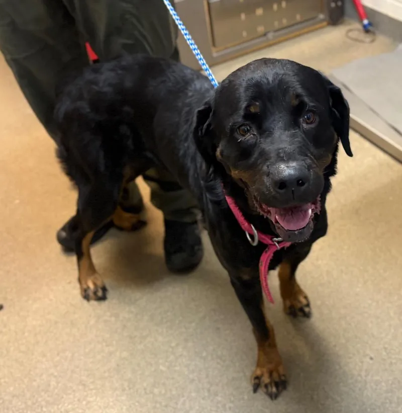 A young extra large-sized female Mixed Breed dog named Rottilda The Rottisserie for adoption in Rome, GA