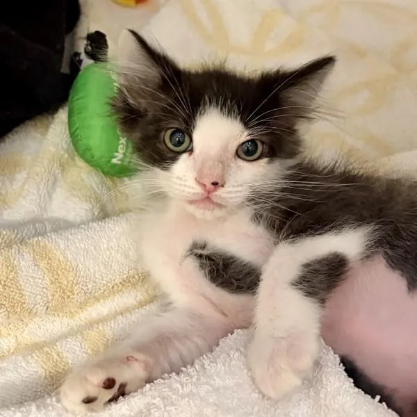A baby small-sized male Domestic Short Hair cat named Minnelli for adoption in Walnut Creek, CA