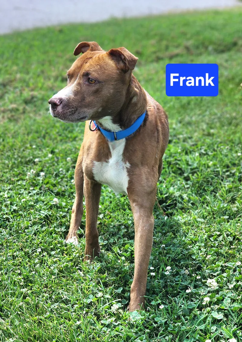 A young medium-sized male Brown / Chocolate Terrier dog named Frank for adoption in Clinton, MO