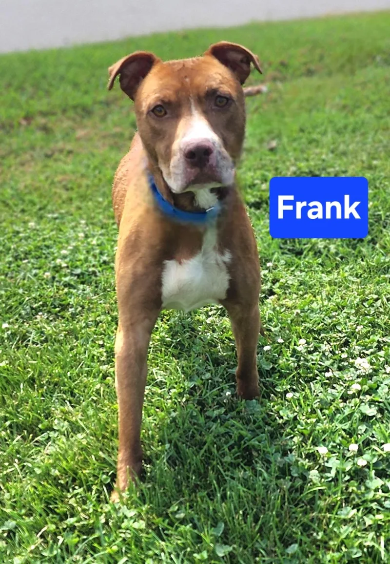 Frank thumbnail 2