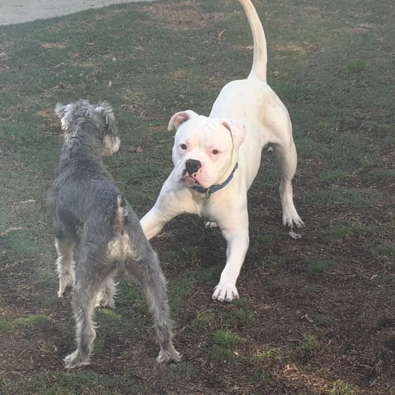 A baby large-sized male American Bulldog dog named Pete for adoption in Riverside, CA