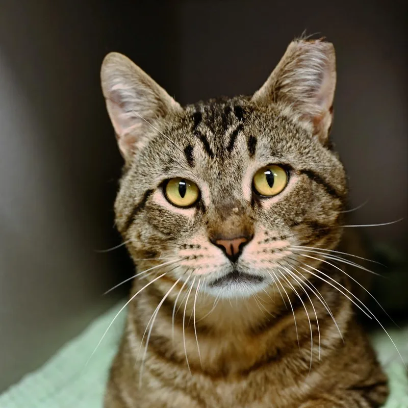 A young medium-sized male Domestic Short Hair cat named Bodhi for adoption in Shoreline, WA