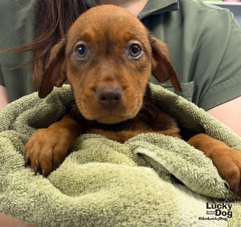 A baby large-sized female Labrador Retriever dog named Emory for adoption in Washington, DC
