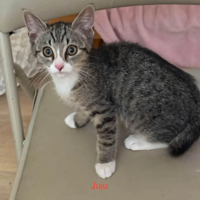 A baby small-sized male Domestic Short Hair cat named Juju for adoption in Antioch, CA