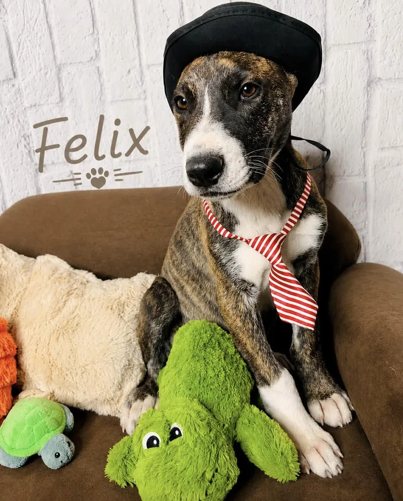 A baby medium-sized male Catahoula Leopard Dog dog named Felix for adoption in Allen, TX