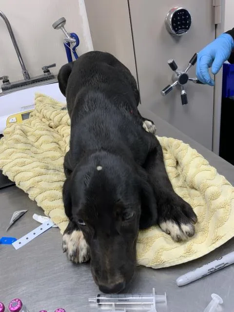 A baby small-sized female Plott Hound dog named A for adoption in Visalia, CA