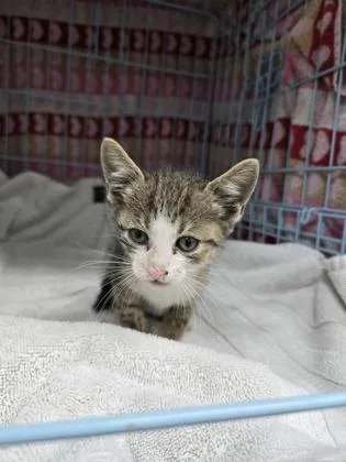 A baby small-sized male Domestic Short Hair cat named Paul for adoption in Gainesville, FL