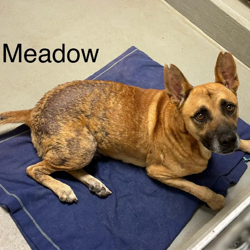 Meadow thumbnail 3
