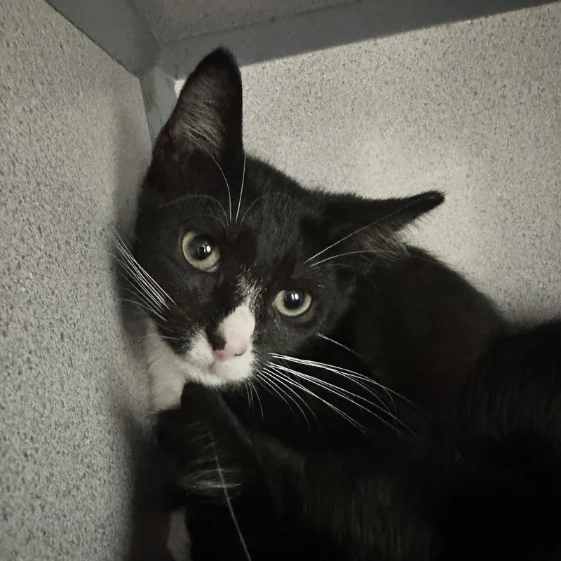 A baby small-sized male Black Domestic Short Hair cat named Buster for adoption in Evansville, IN