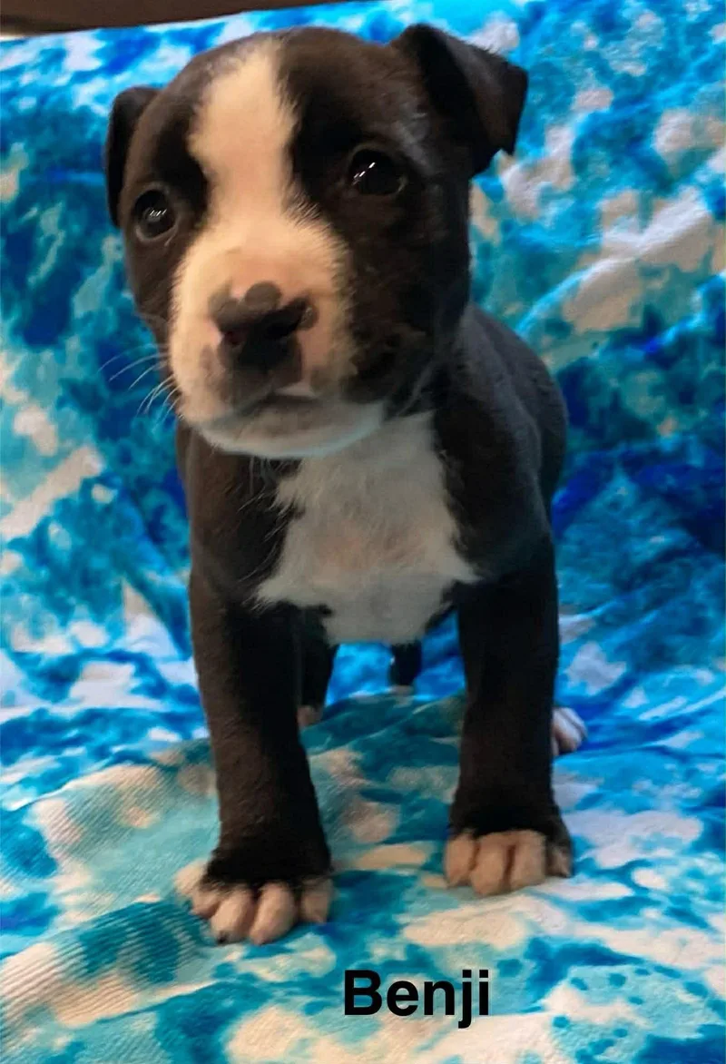 A baby large-sized male Pit Bull Terrier dog named Benji for adoption in Littleton, CO