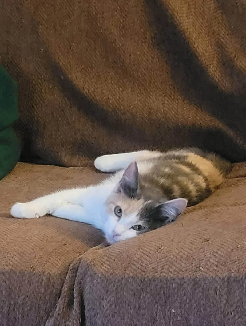 A baby medium-sized female Domestic Short Hair cat named Sunshine for adoption in Warren, OH