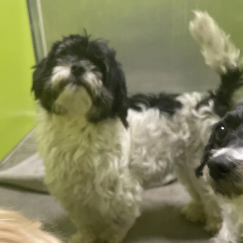 An adult small-sized female White / Cream Maltese dog named Norma for adoption in Spokane, WA