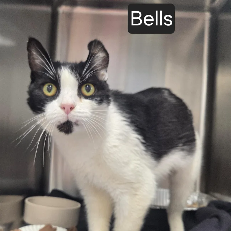 An adult medium-sized male Black & White / Tuxedo Domestic Short Hair cat named Bells for adoption in SNOW HILL, NC