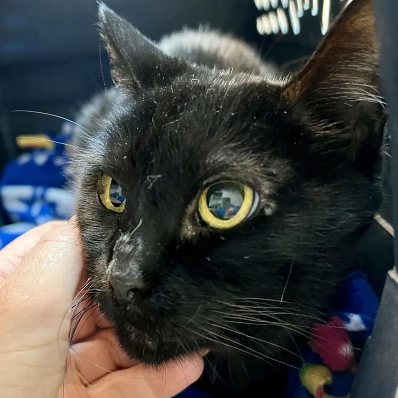 An adult small-sized female Black Domestic Short Hair cat named Auntie Em for adoption in St. Louis, MO