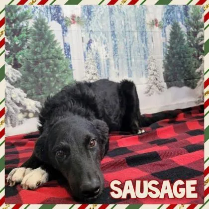 A baby large-sized male Flat-Coated Retriever dog named Sausage for adoption in Morton Grove, IL