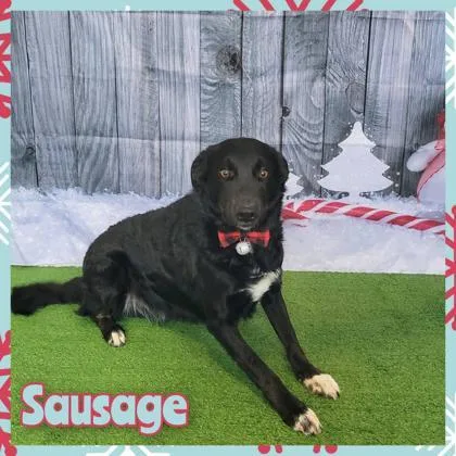 Sausage thumbnail 2