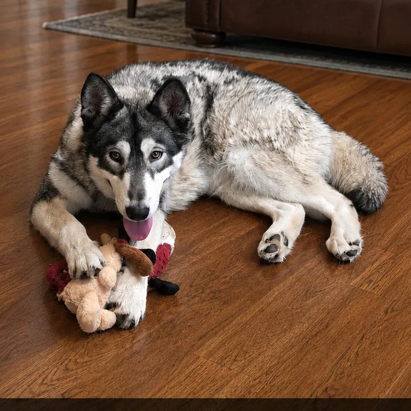 An adult medium-sized female Husky dog named Promise for adoption in Springfield, MO