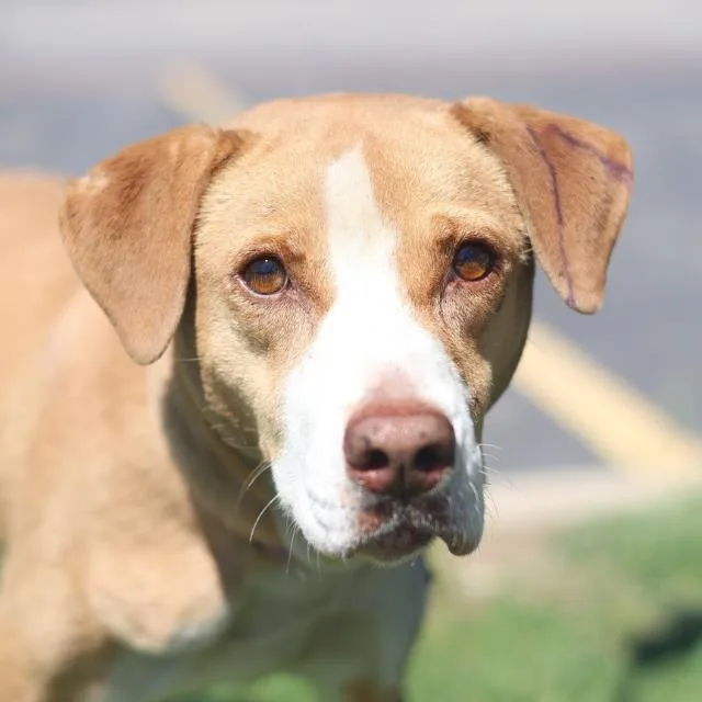 A young medium-sized female Hound dog named Graham for adoption in San Antonio, TX