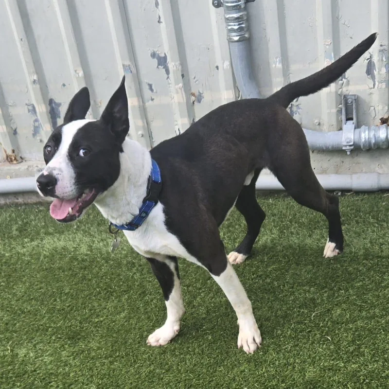 A young medium-sized male Black Bull Terrier dog named Buzz for adoption in Houston, TX