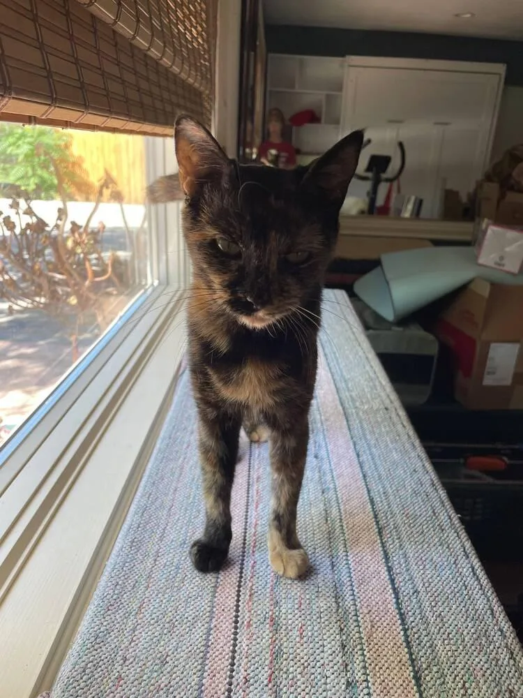A baby small-sized female Tortoiseshell Domestic Short Hair cat named Babka for adoption in Calimesa, CA