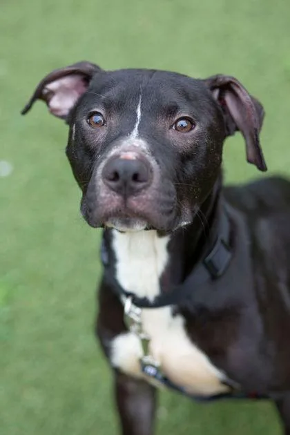 An adult medium-sized male Mixed Breed dog named Perry Pig for adoption in West Chester, PA