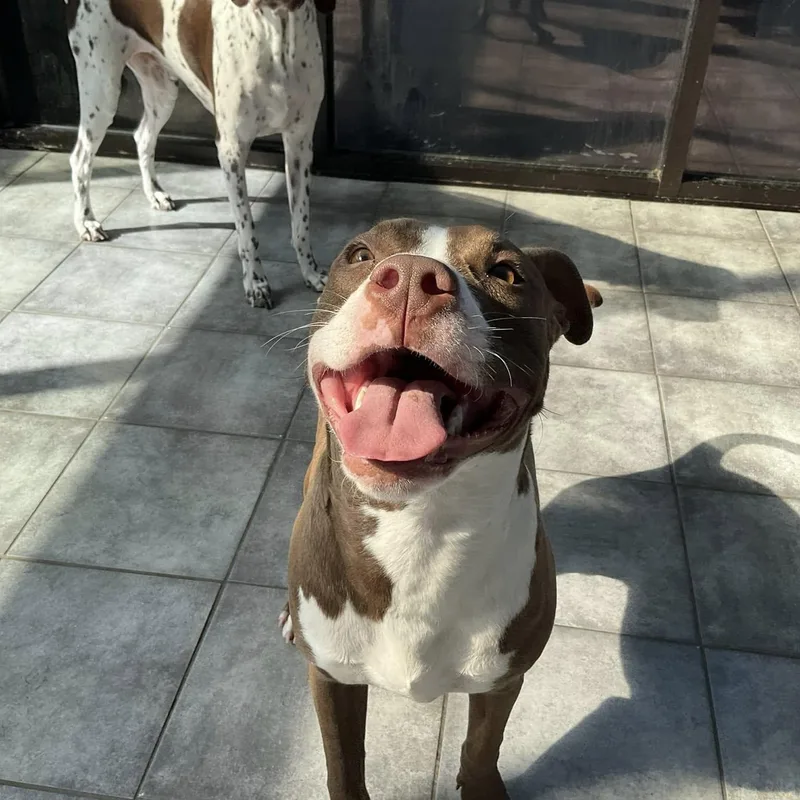 An adult medium-sized male Brown / Chocolate Pit Bull Terrier dog named Bodie for adoption in Plainfield, IL