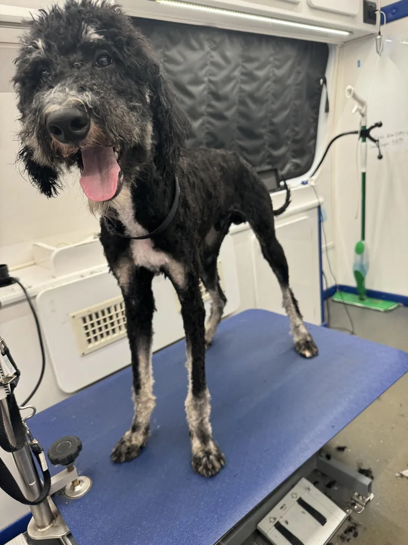 An adult large-sized male Standard Poodle dog named Georgie for adoption in Oxford, MI