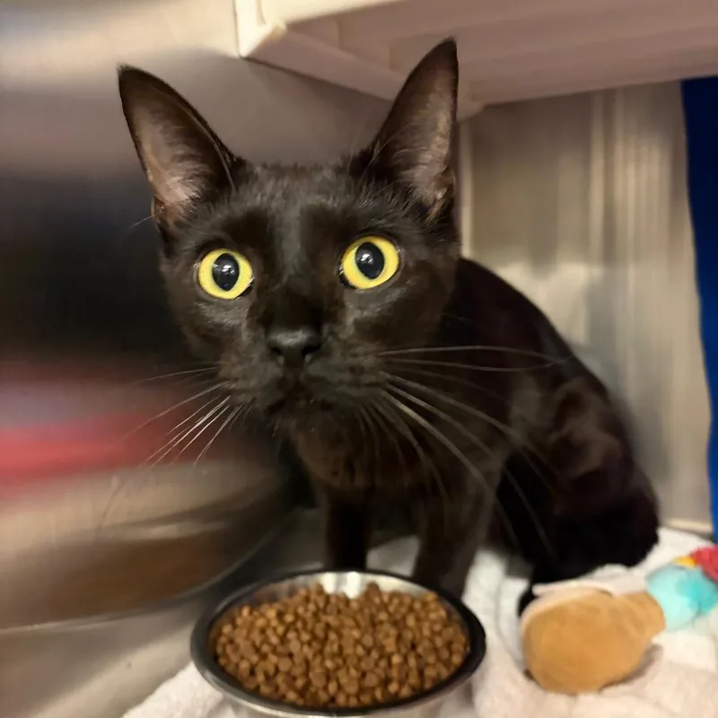 A young medium-sized female Black Domestic Short Hair cat named Maggie for adoption in Council Bluffs, IA